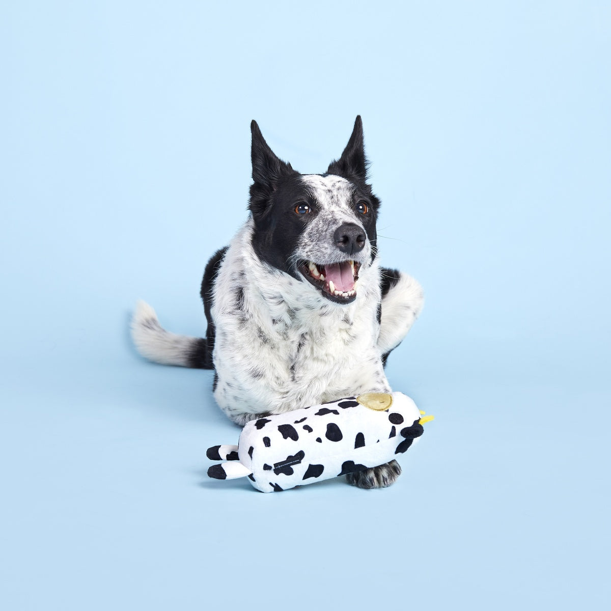 Squeaky Dog Toy product image 4