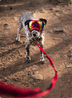 Hands-Free Dog Leash product image 2