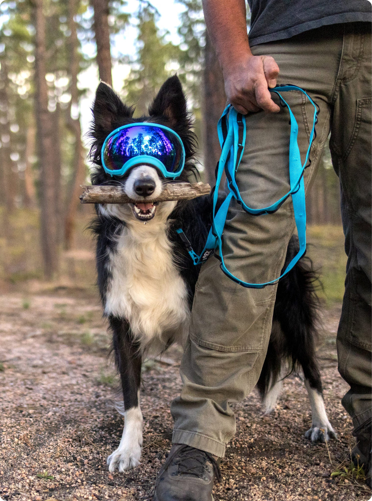 Hands-Free Dog Leash product image 4
