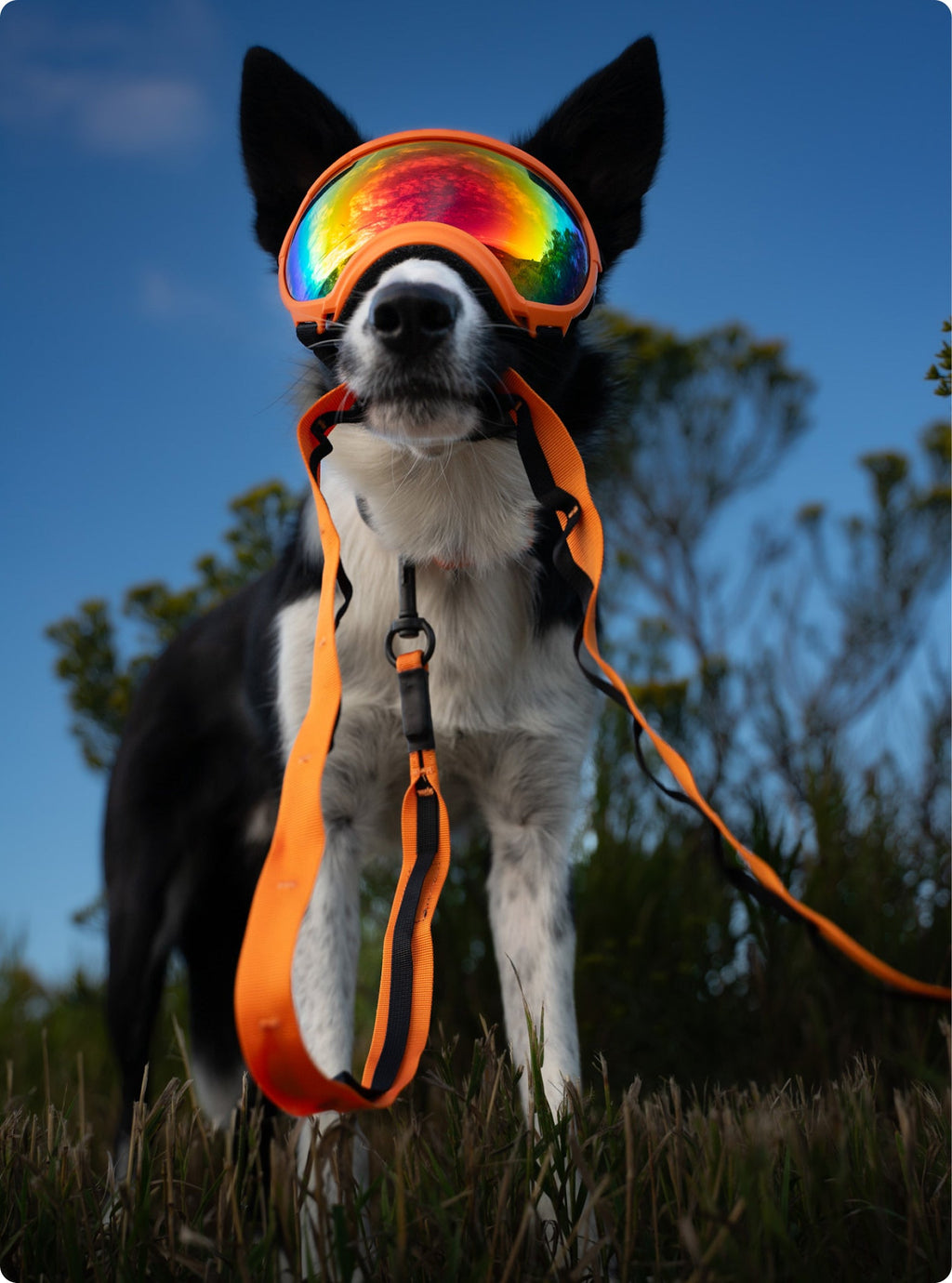 Hands-Free Dog Leash product image 6