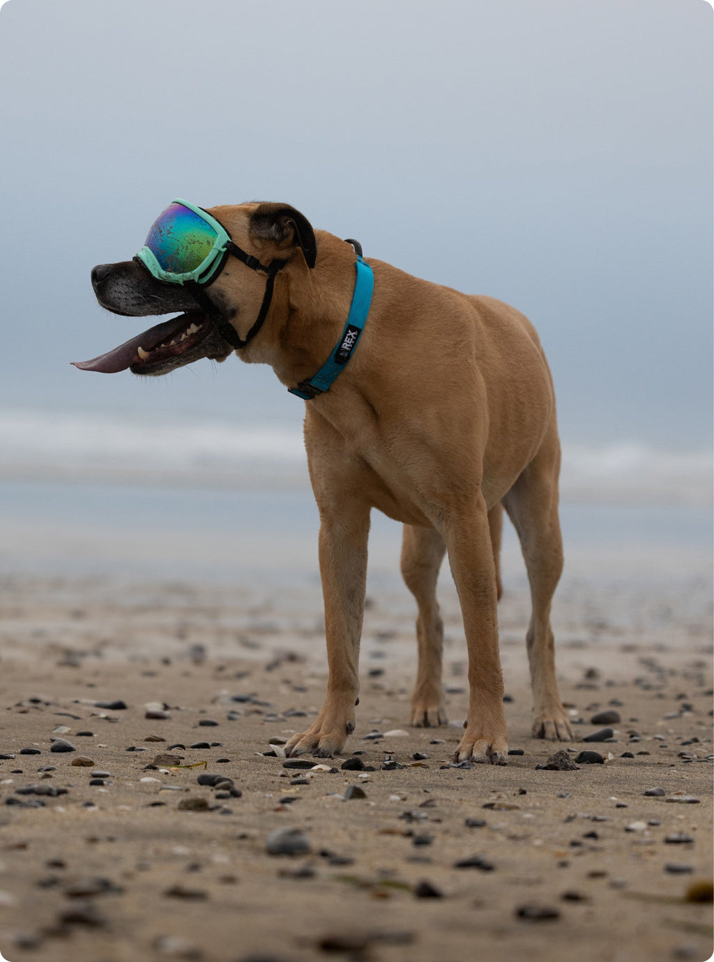 Dog Collar product image 6