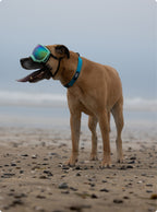 Dog Collar product image 6