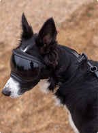 Dog Collar product image 12