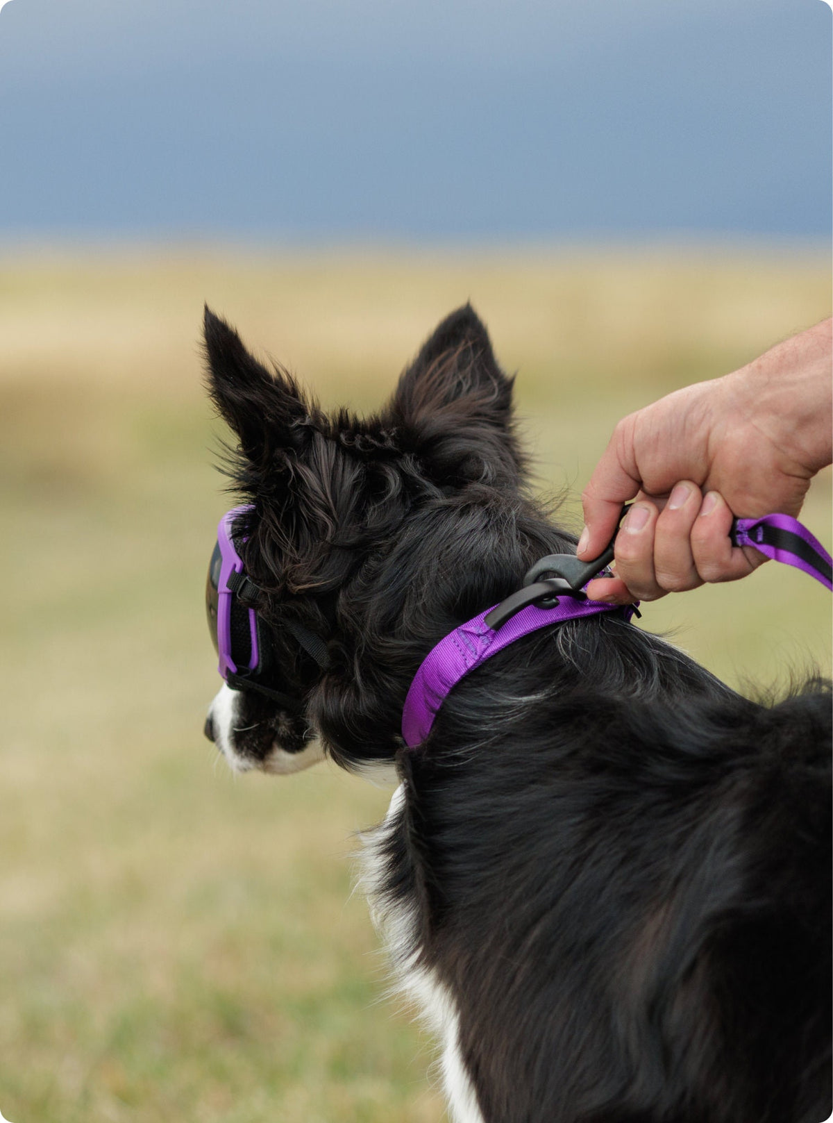 Dog Collar product image 18