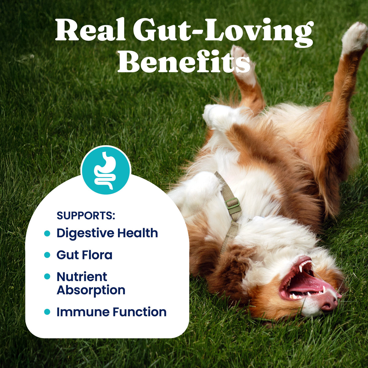 Dog Digestive Chews product image 2