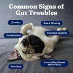 Dog Digestive Chews product image 4