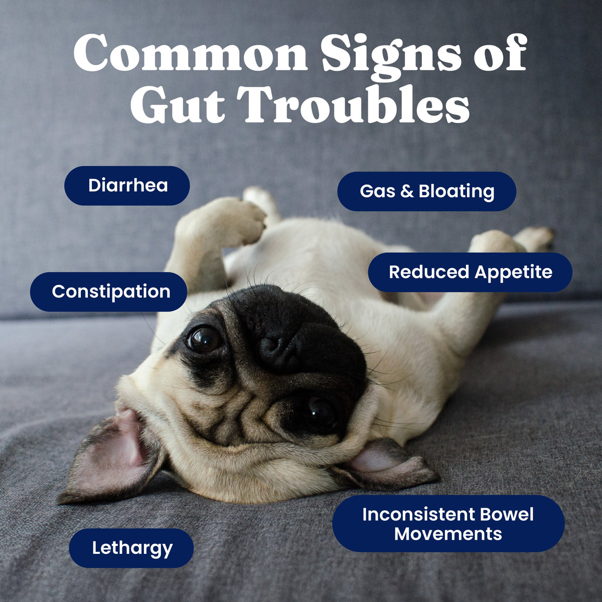 Dog Digestive Chews product image 4