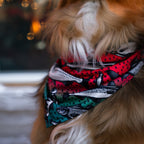 Dog Cooling Bandana product image 2