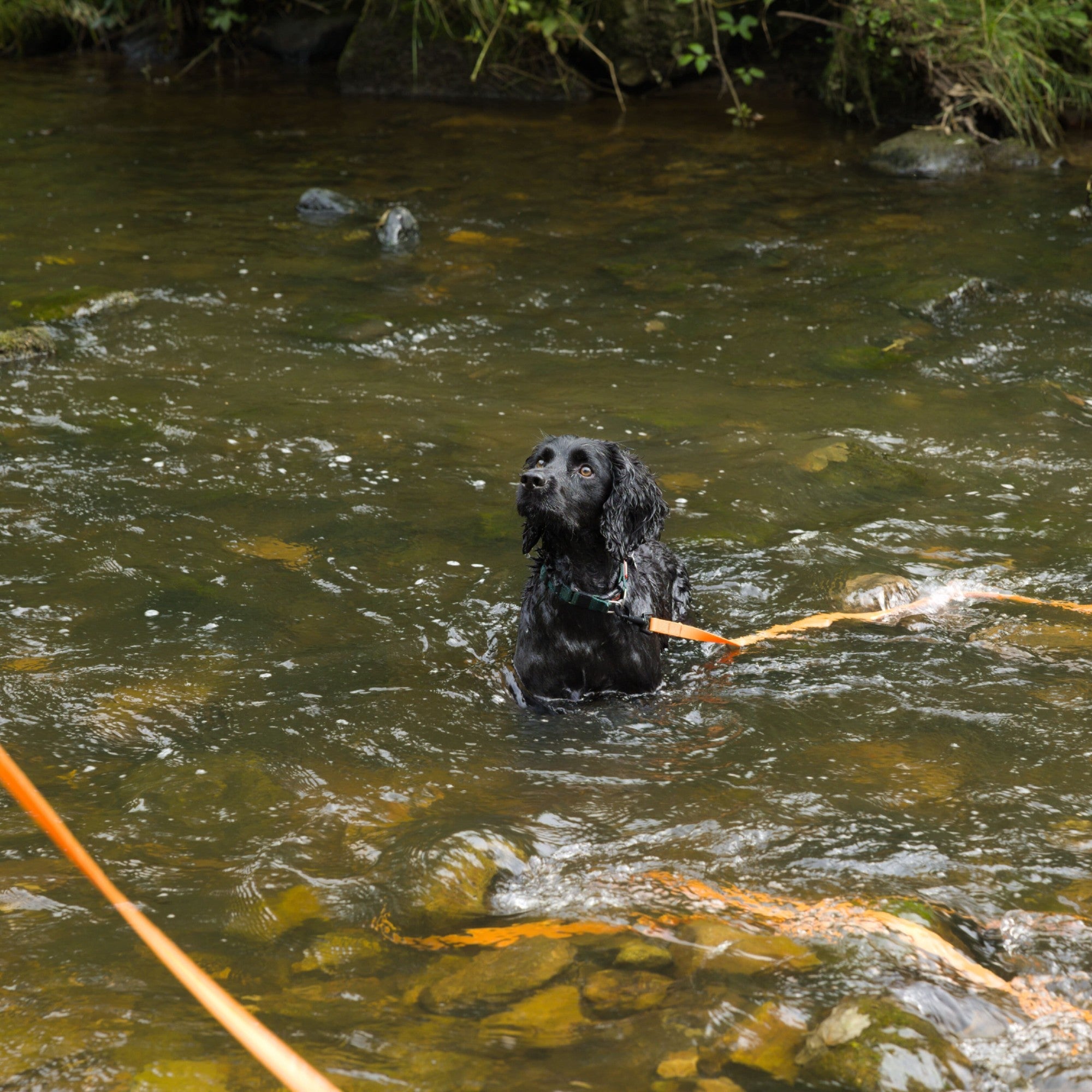 Waterproof Long Line Dog Training Lead product image 11