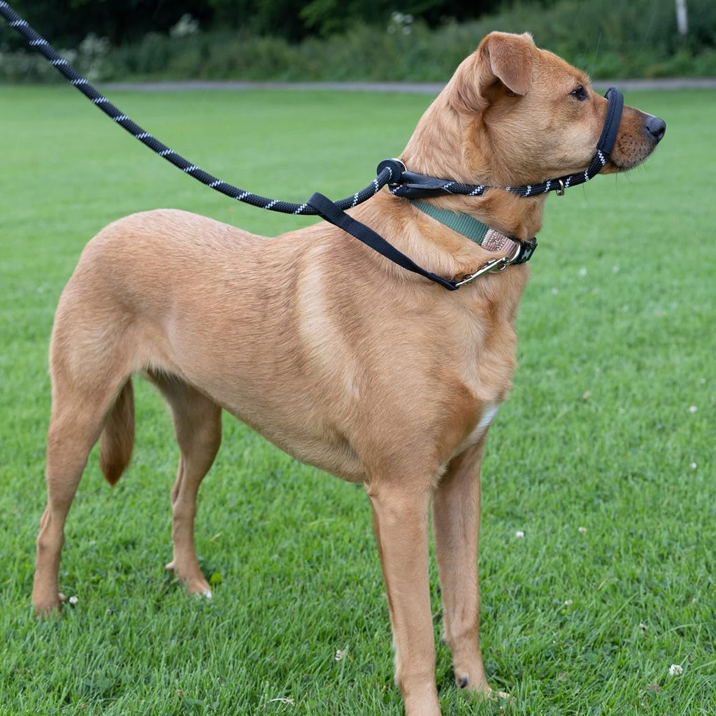 Padded Rope Dog Lead product image 8