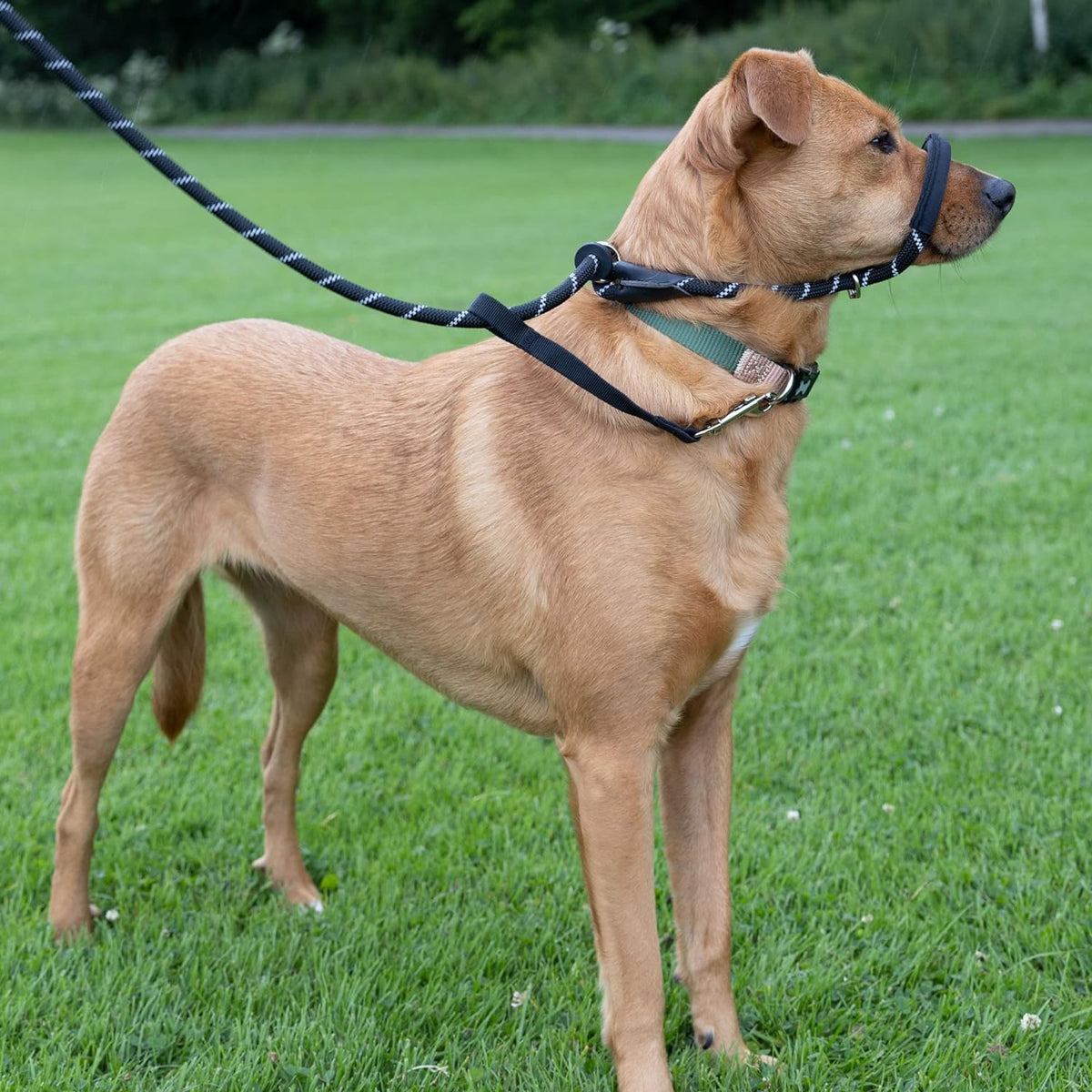 Padded Rope Dog Lead product image 8