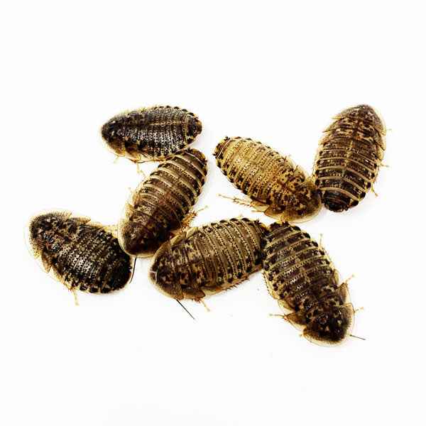Live Dubia Roaches product image 1