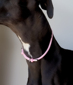 Dog House Collar product image 4