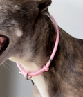 Dog House Collar product image 5