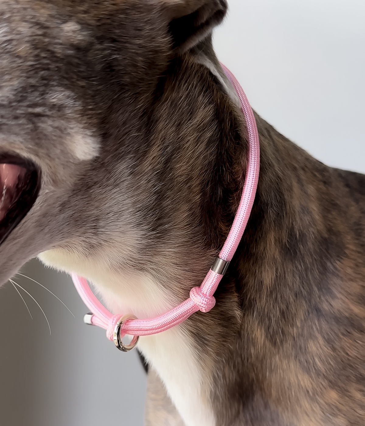 Dog House Collar product image 5