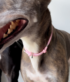 Dog House Collar product image 6