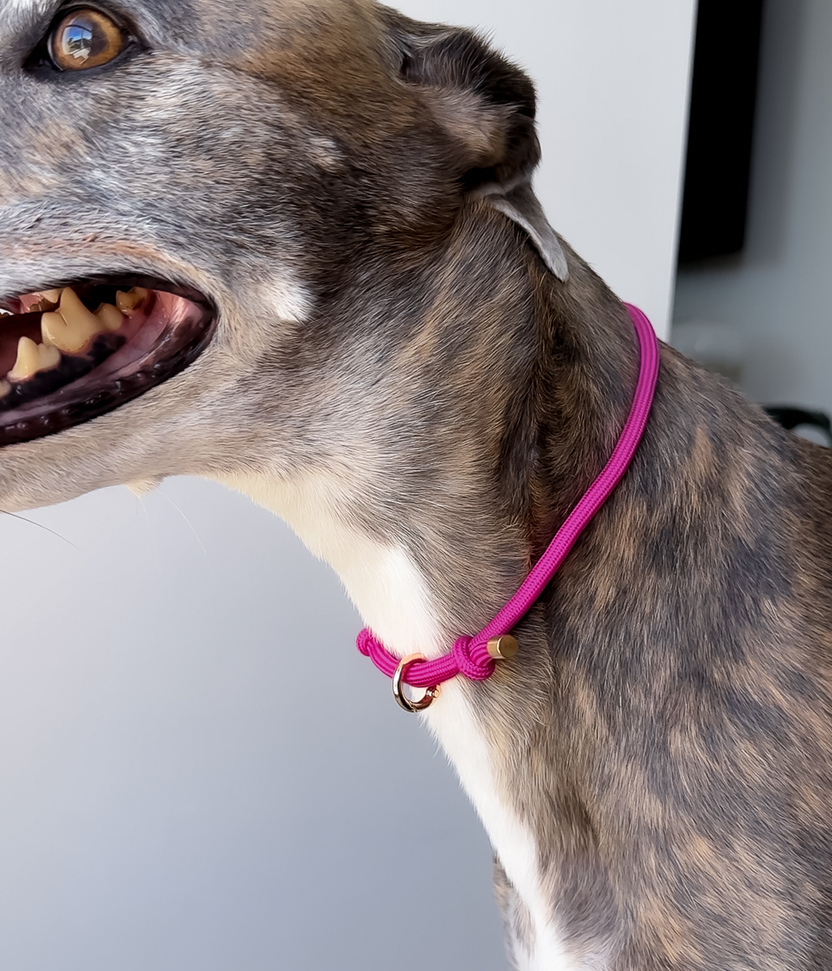 Adjustable House Collar product image 3