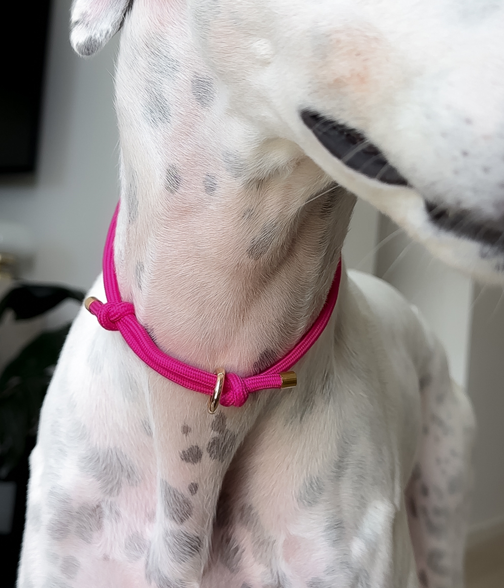 Adjustable House Collar product image 5