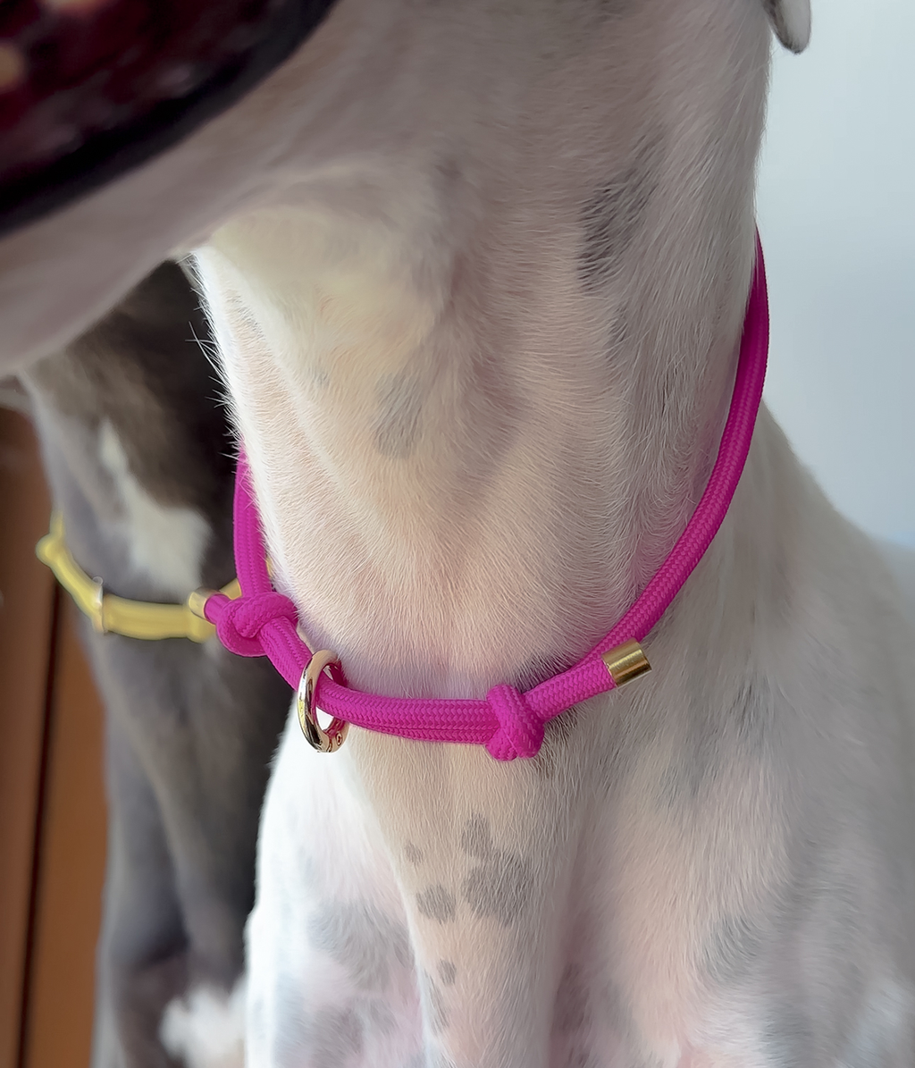 Adjustable House Collar product image 6