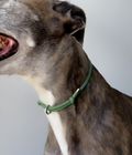 House Collar product image 1