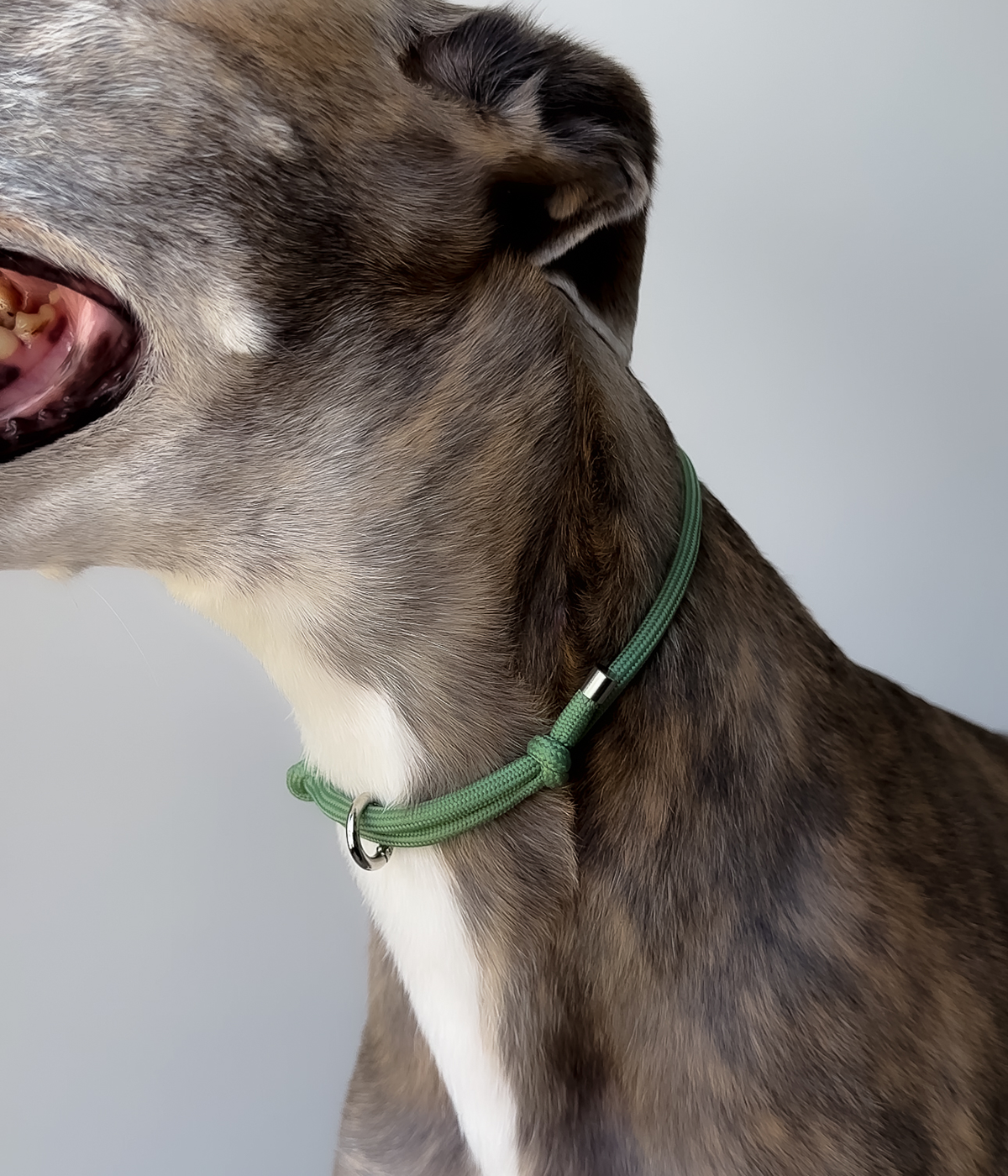 House Collar product image 1