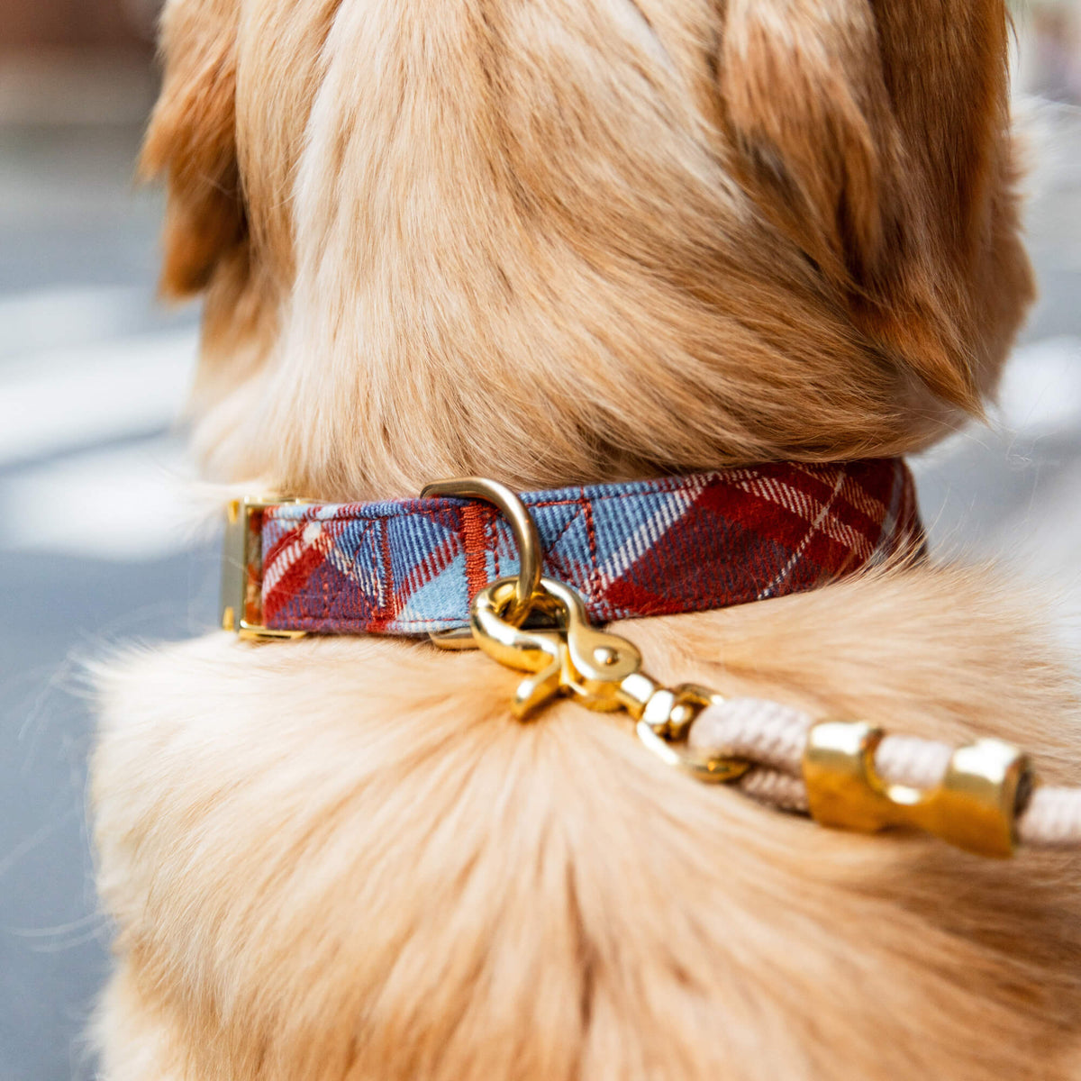 Dog Collar product image 5