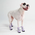 Dog Boots product image 6