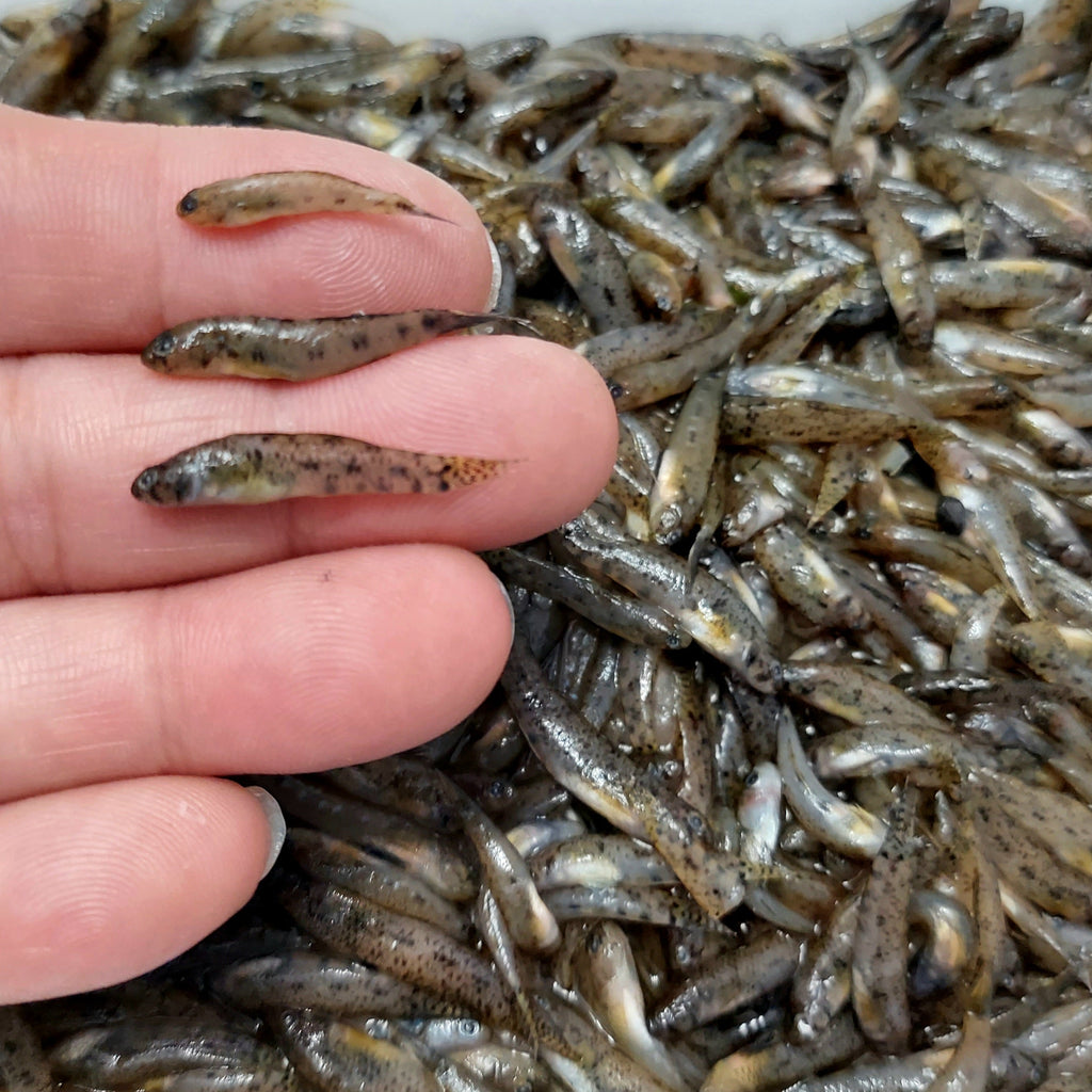 Frozen Fish Food product image 1
