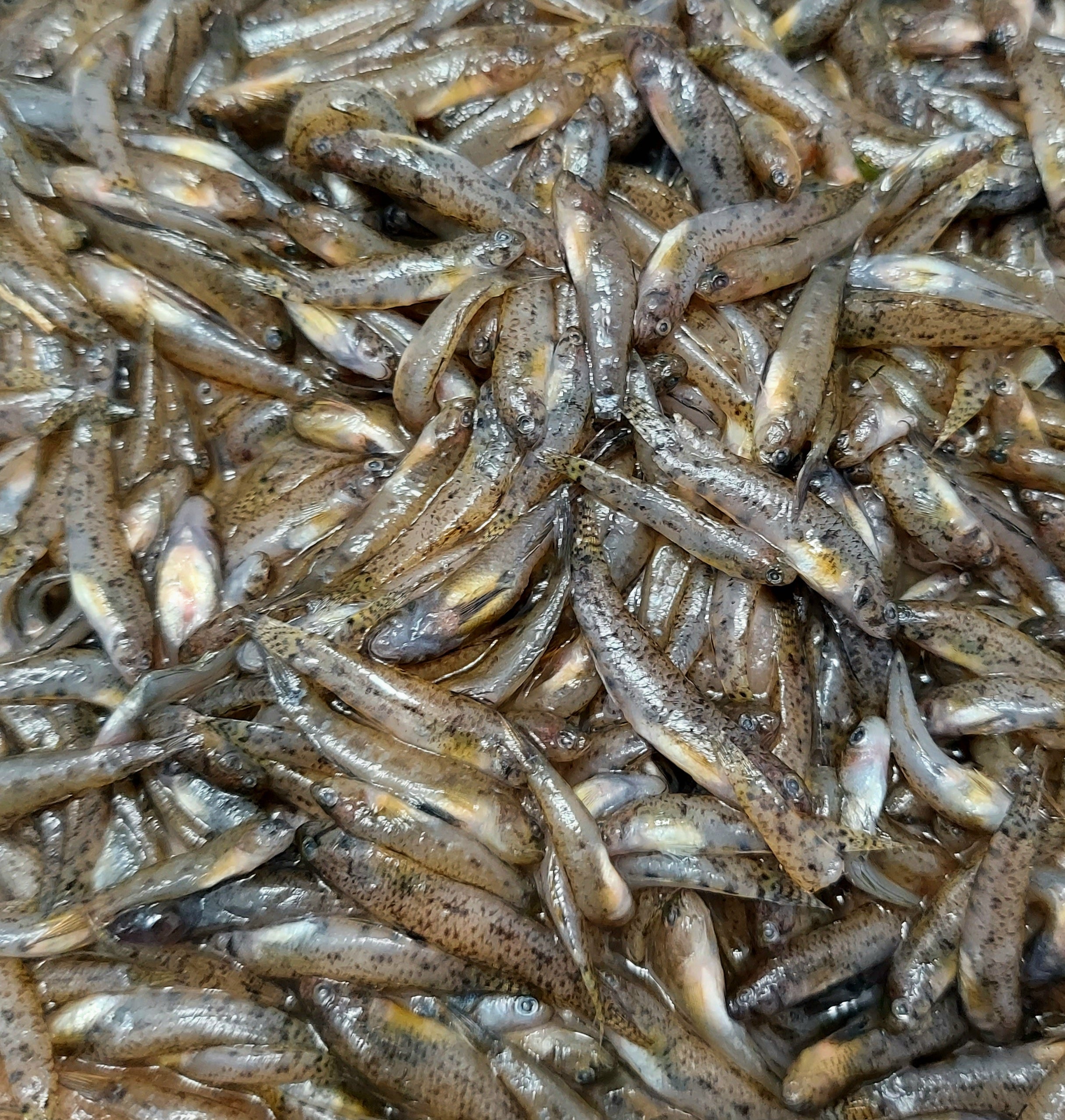 Frozen Fish Food product image 2