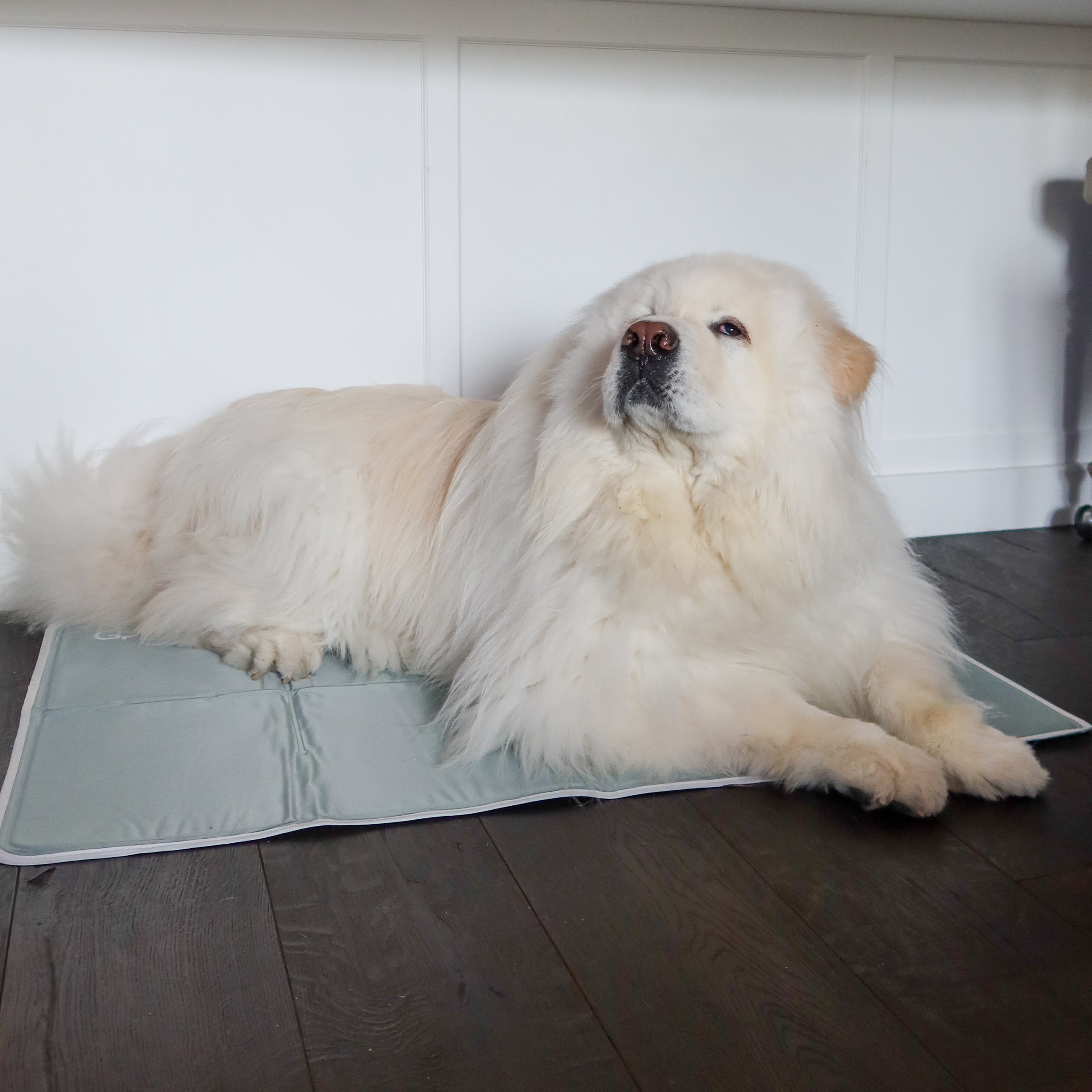 Pressure-Activated Cooling Pet Pad product image 1