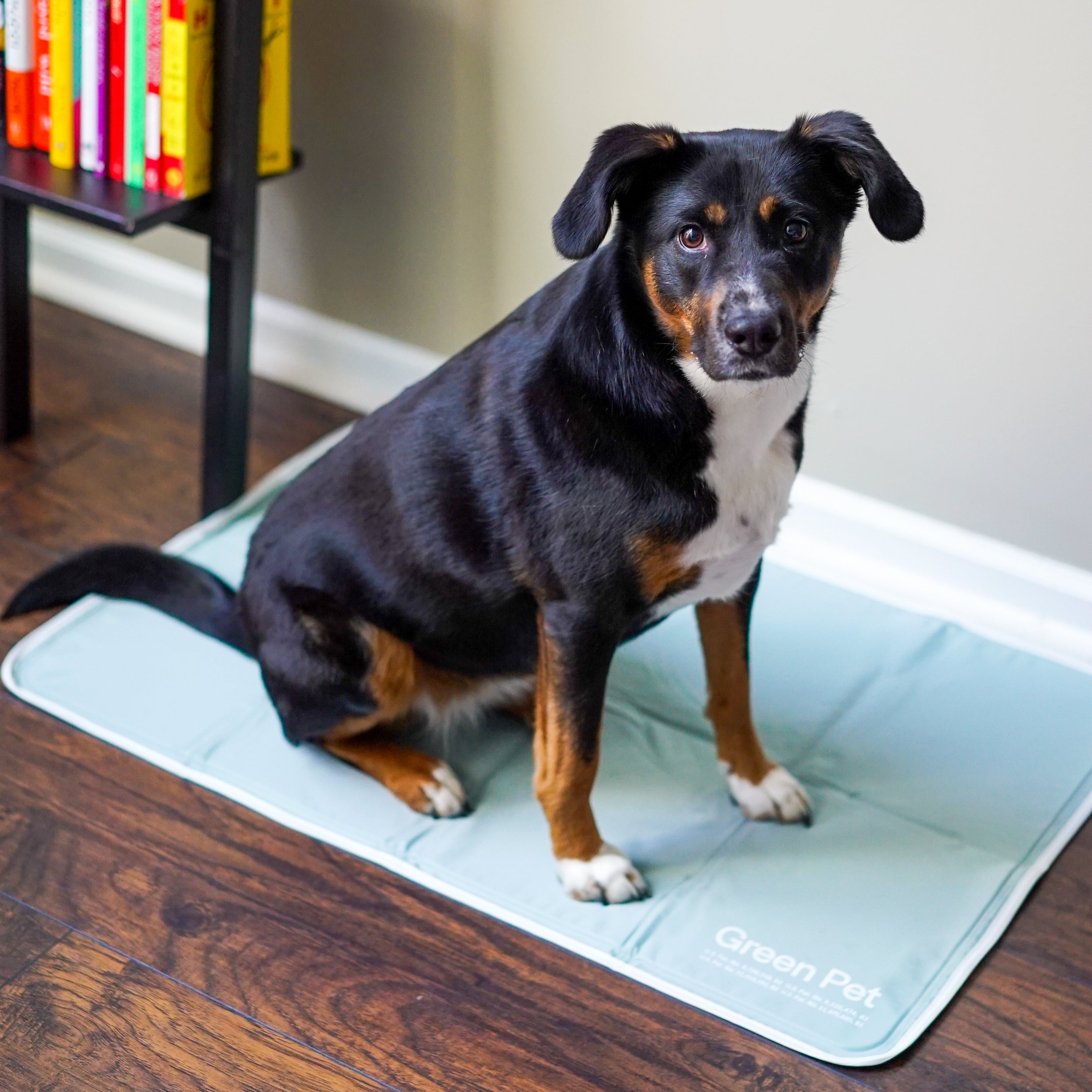 Pressure-Activated Cooling Pet Pad product image 6