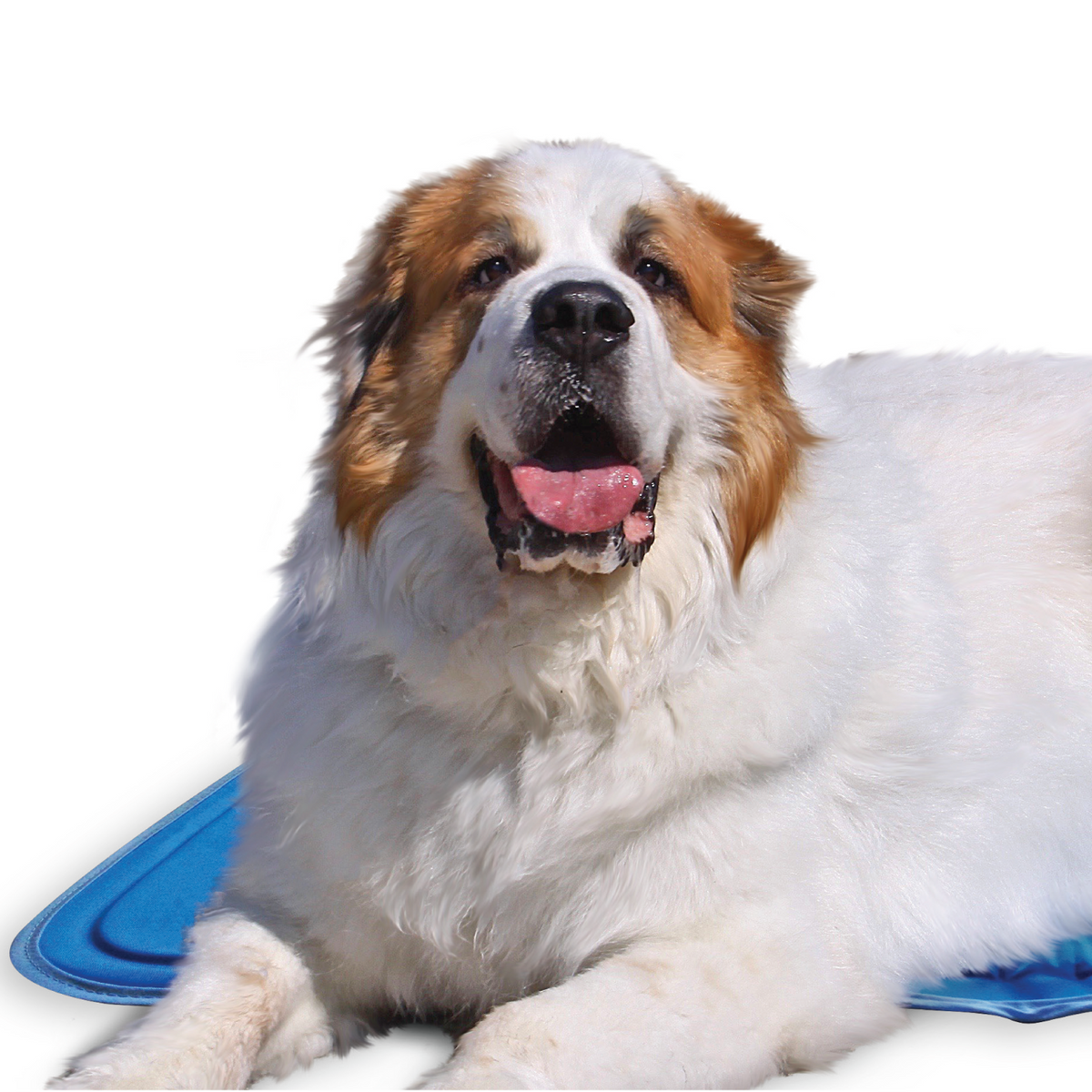 Pressure-Activated Cooling Pet Pad product image 11