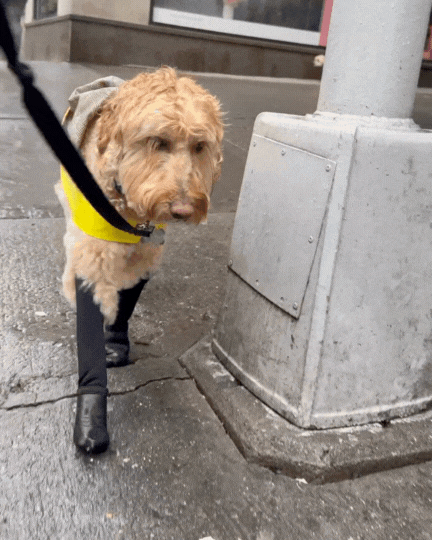 Waterproof Dog Boot Leggings product image 3