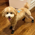 Waterproof Dog Boot Leggings product image 15