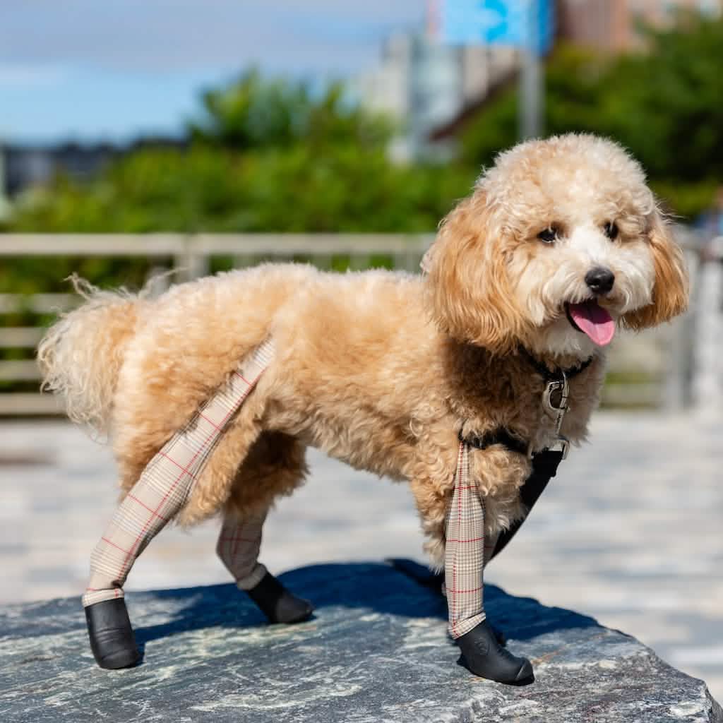 Waterproof Dog Boot Leggings product image 21