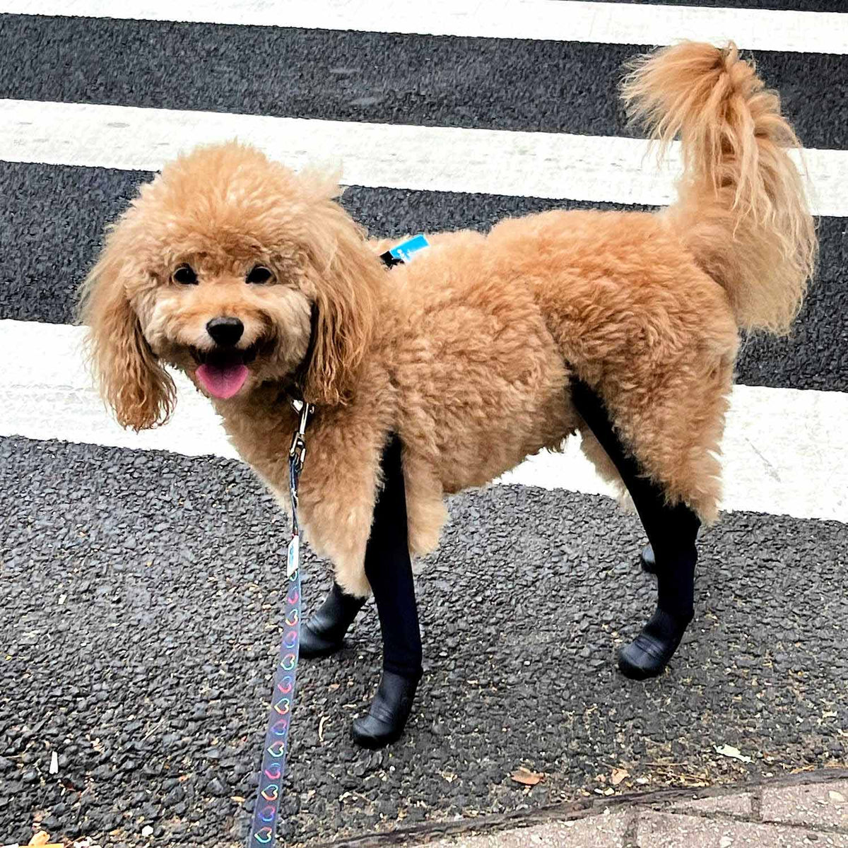 Waterproof Dog Boot Leggings product image 22