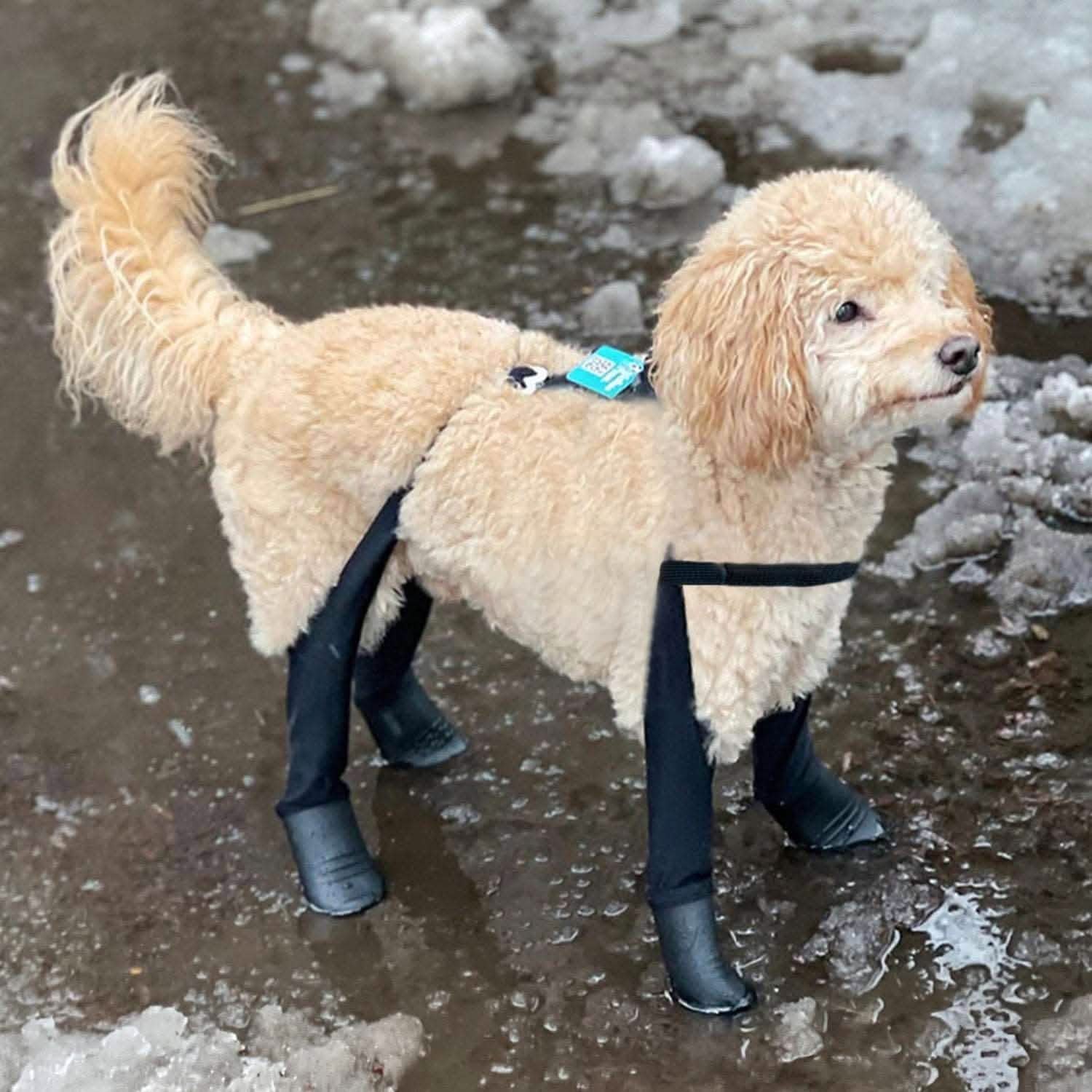 Waterproof Dog Boot Leggings product image 23