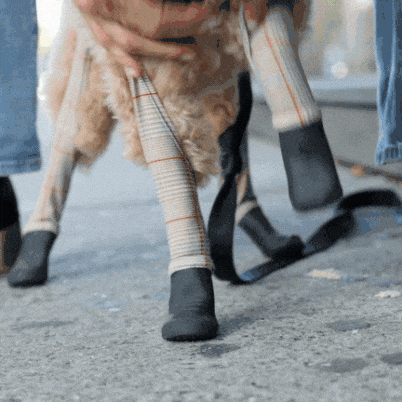 Waterproof Dog Boot Leggings product image 62