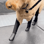 Waterproof Dog Boot Leggings product image 65