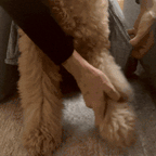 Waterproof Dog Boot Leggings product image 66