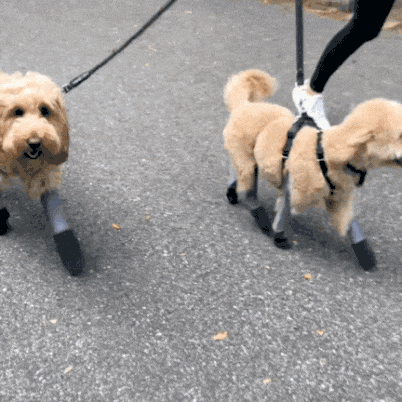 Waterproof Dog Boot Leggings product image 67