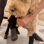 Waterproof Dog Boot Leggings product image 70
