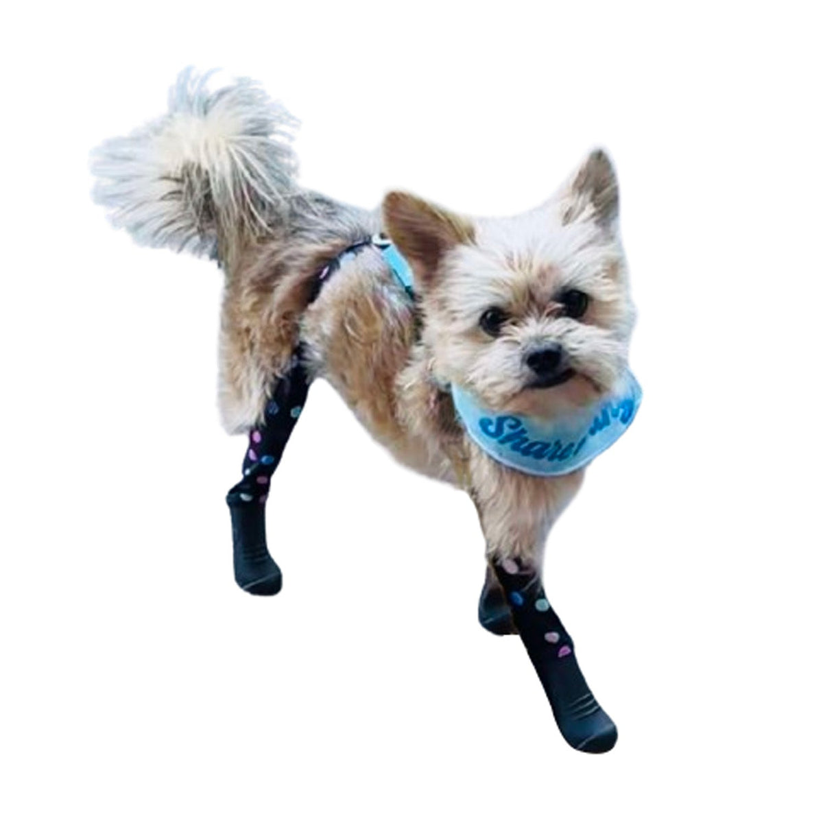 Waterproof Dog Boot Leggings product image 74