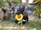 Dog Plush Toy product image 2