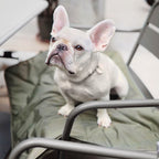 Dog Travel Mat product image 6