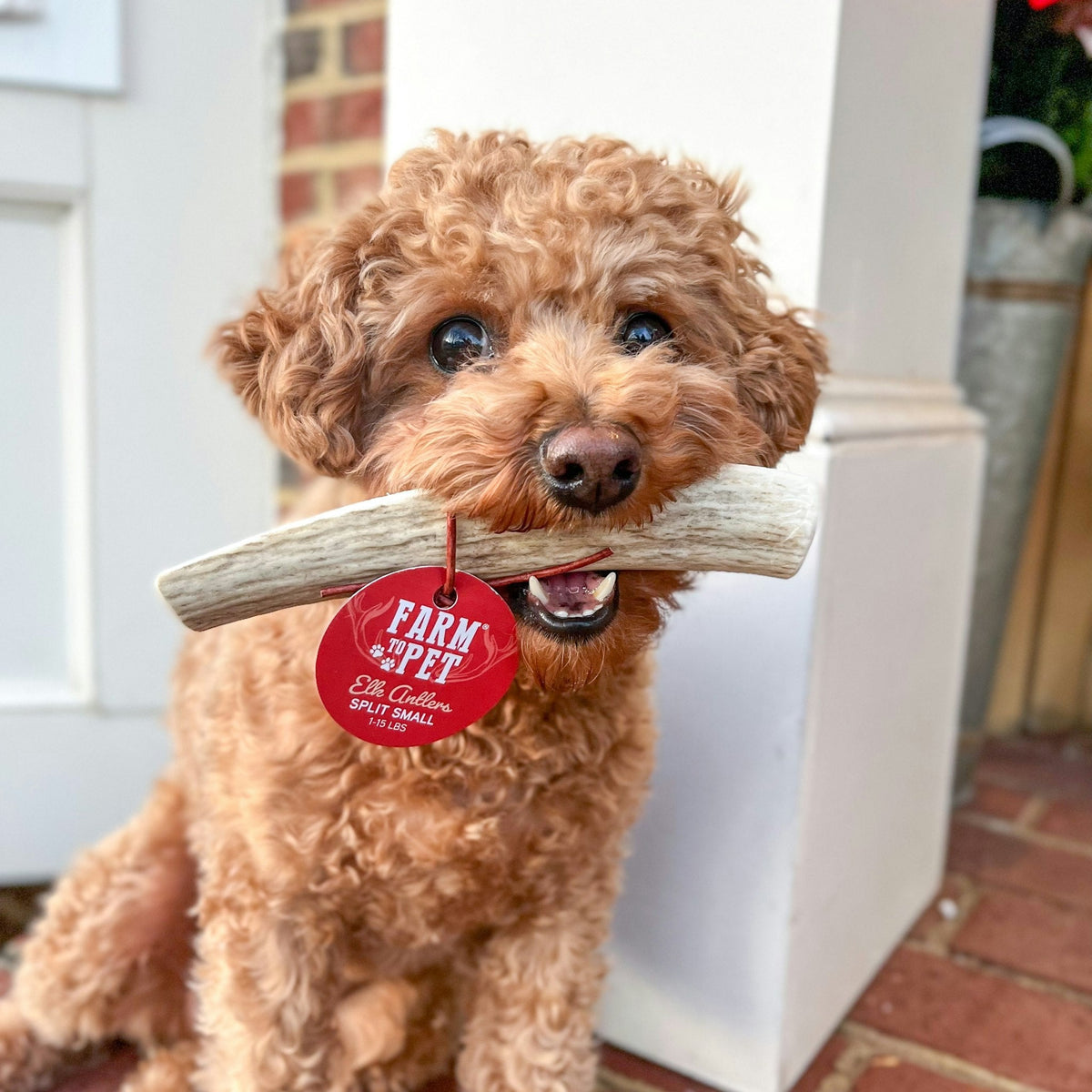 Elk Antler Dog Chew product image 5