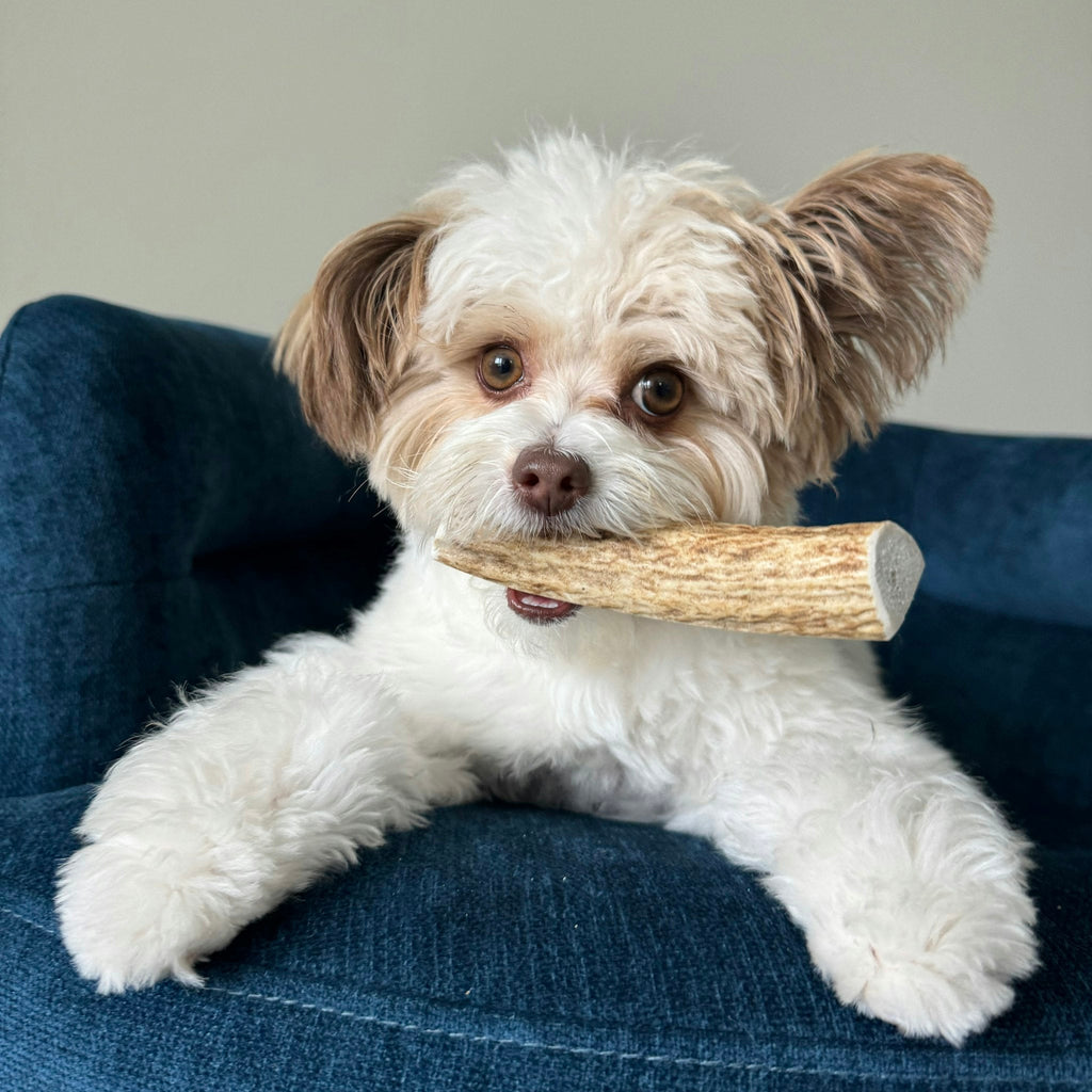 Elk Antler Dog Chew product image 6
