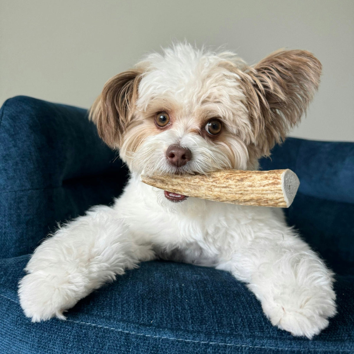 Elk Antler Dog Chew product image 6