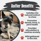 Elk Antler Dog Chew product image 8
