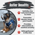 Elk Antler Dog Chew product image 15